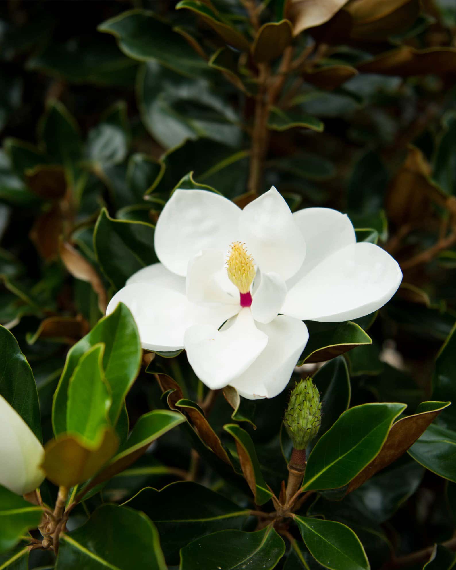 Little Gem Magnolia - Image 6