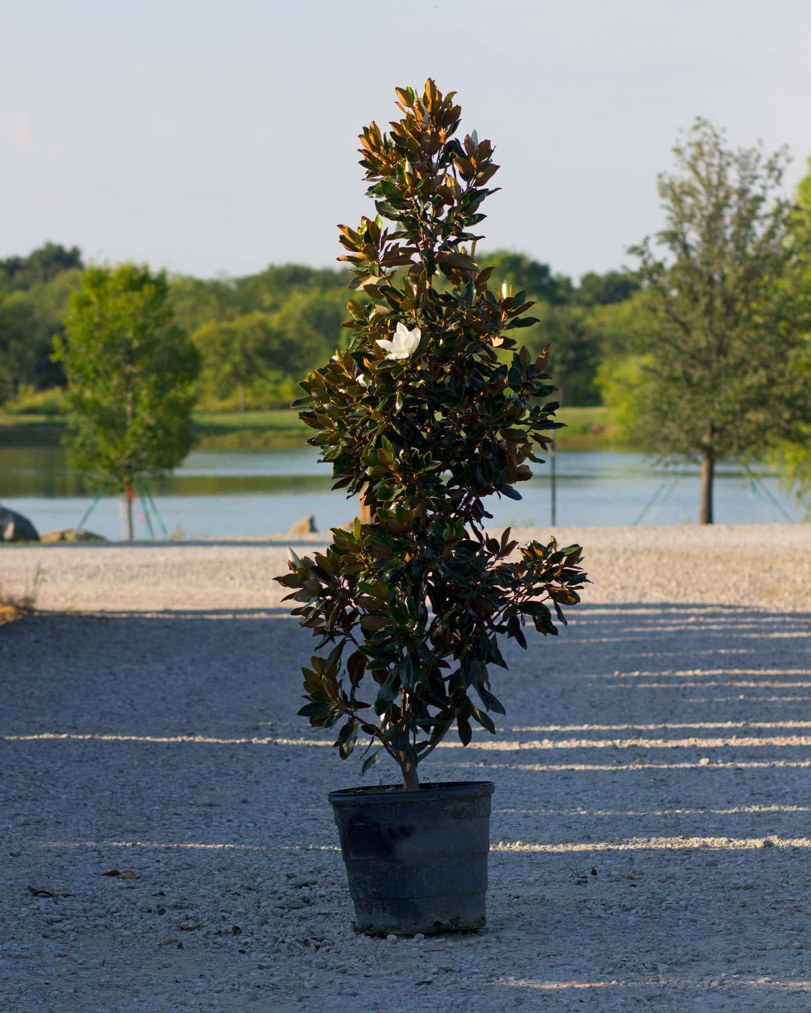 Little Gem Magnolia - Image 7