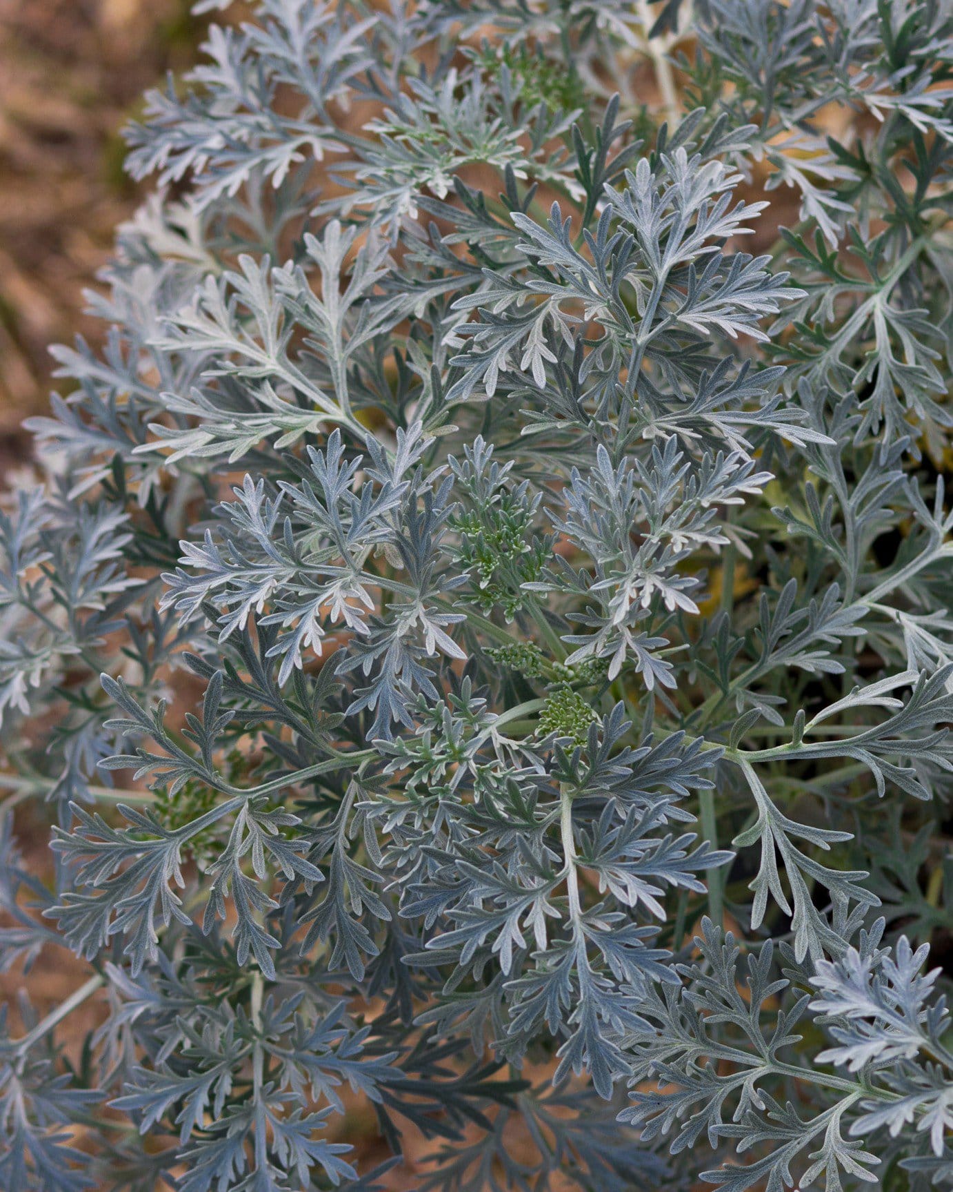 Powis Castle Artemisia