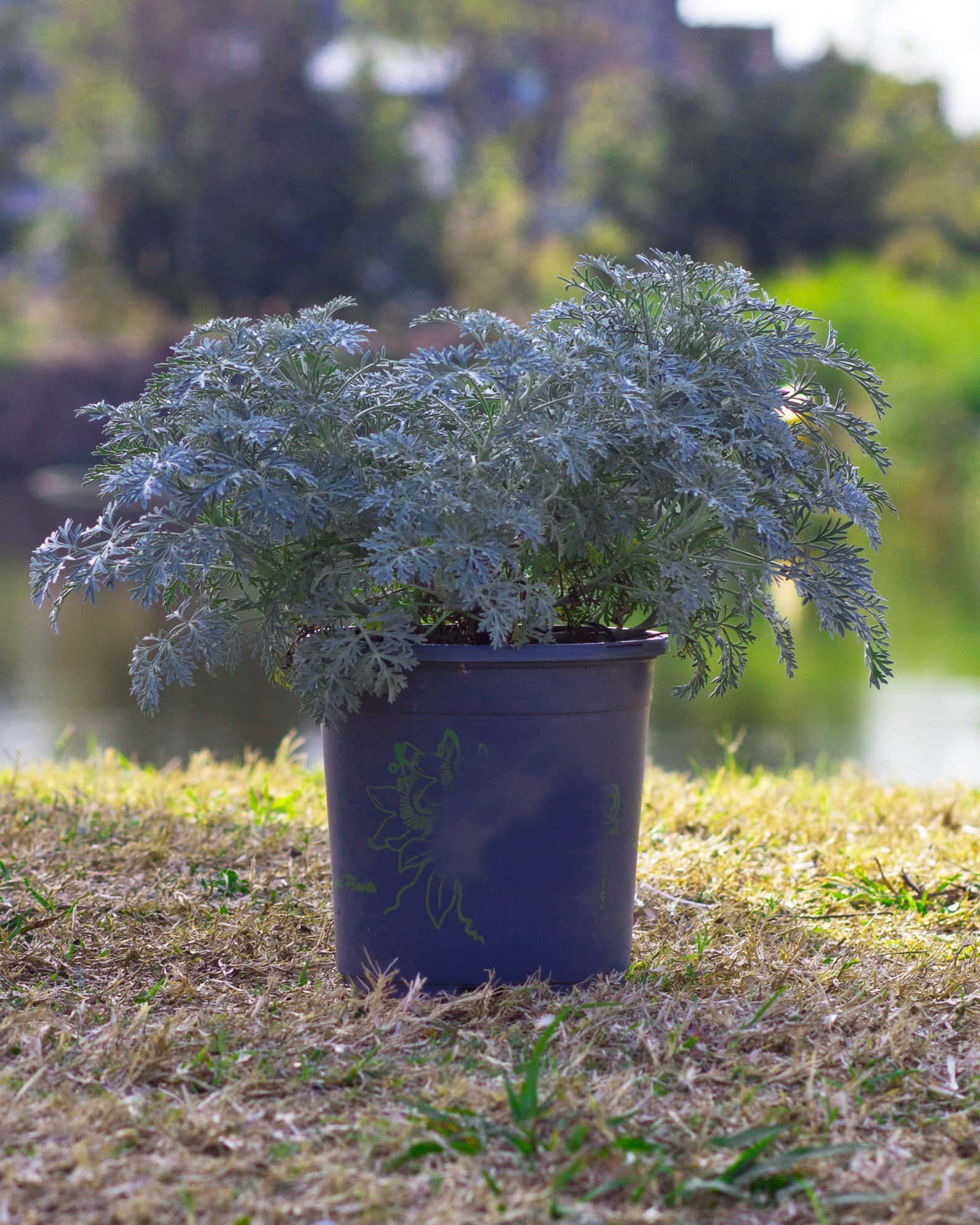 Powis Castle Artemisia - Image 2