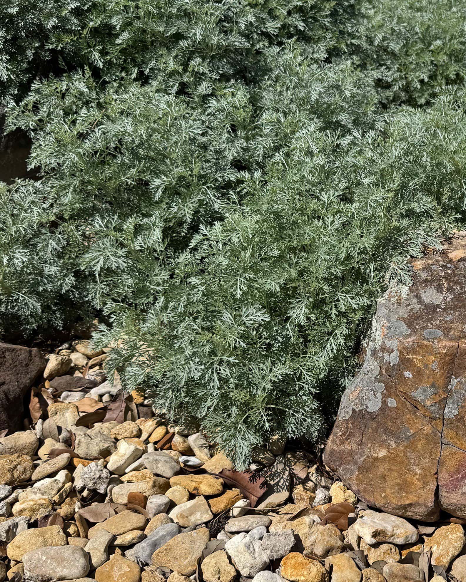 Powis Castle Artemisia - Image 3