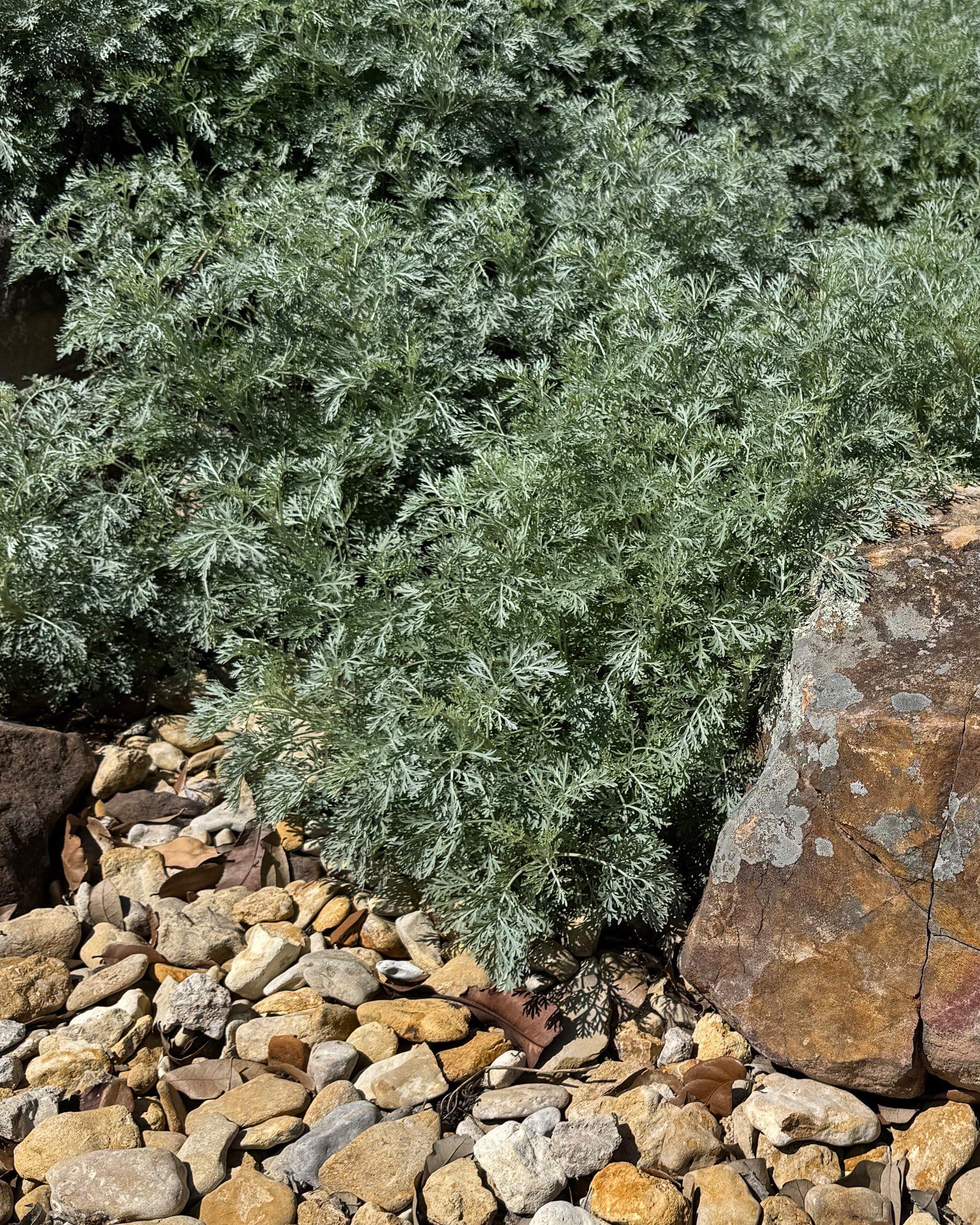 Powis Castle Artemisia - view 4