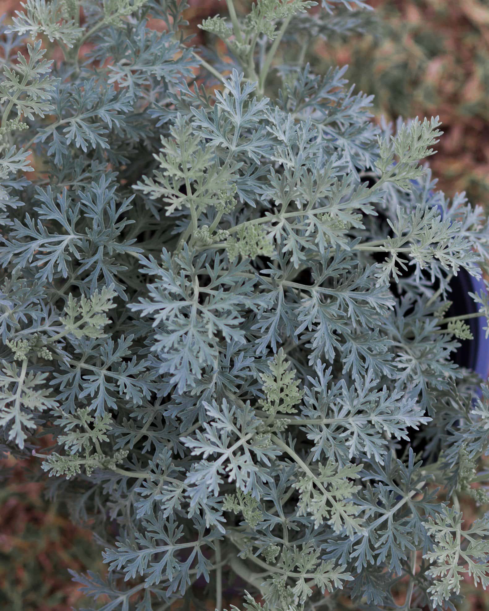 Powis Castle Artemisia - Image 4