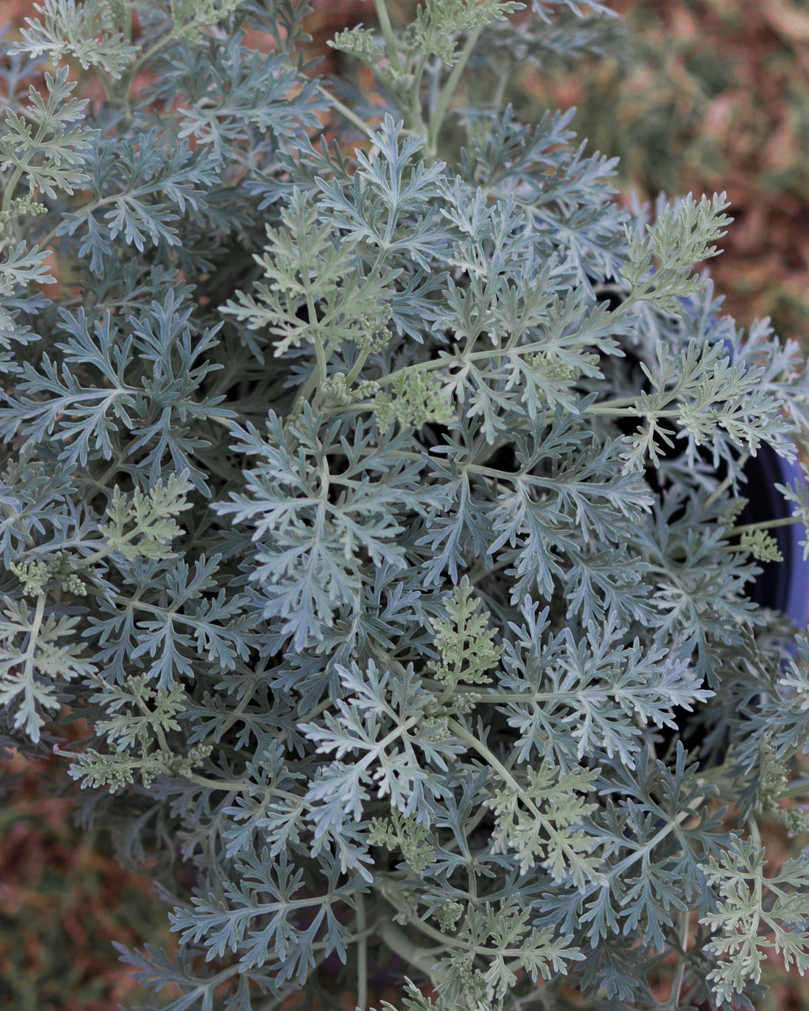 Powis Castle Artemisia - view 5