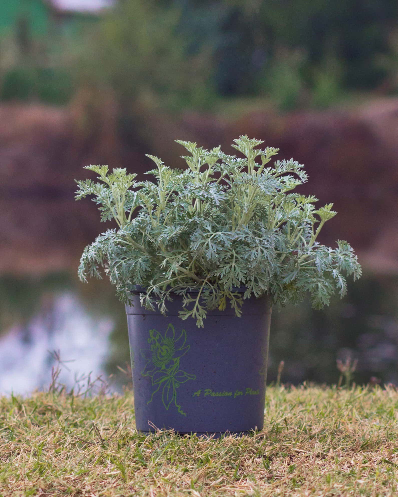 Powis Castle Artemisia - Image 5