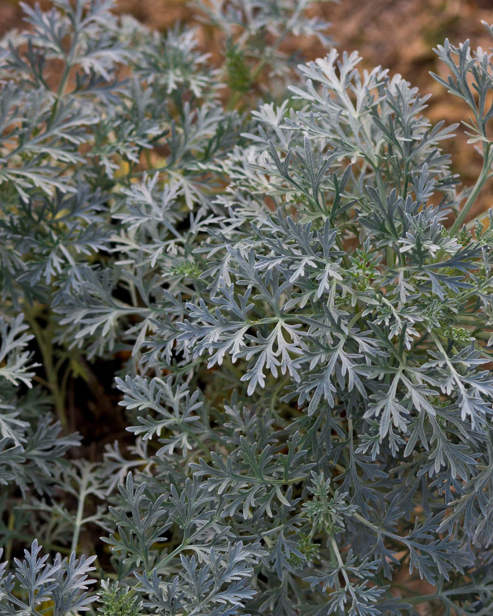 Powis Castle Artemisia - Image 6