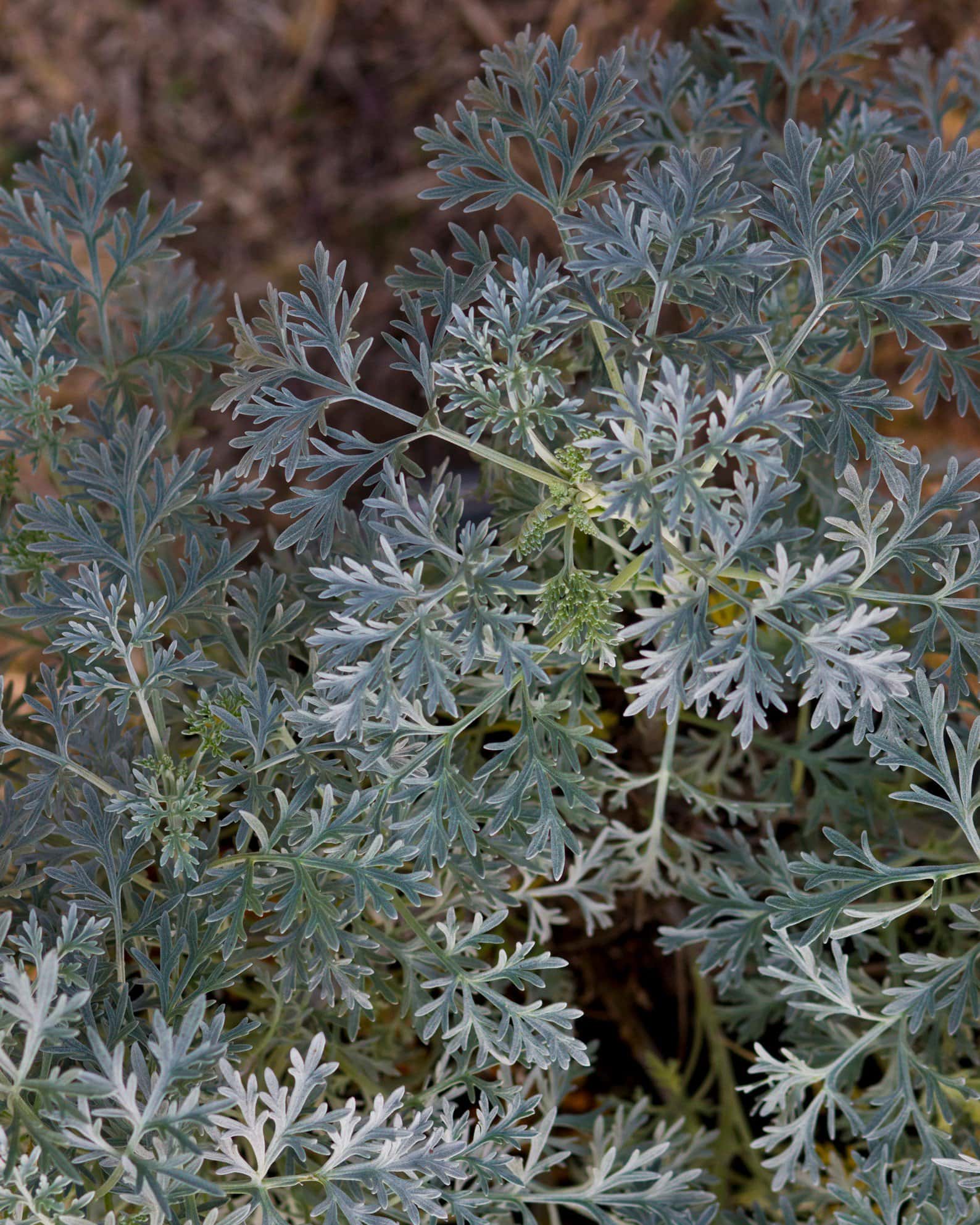 Powis Castle Artemisia - Image 7