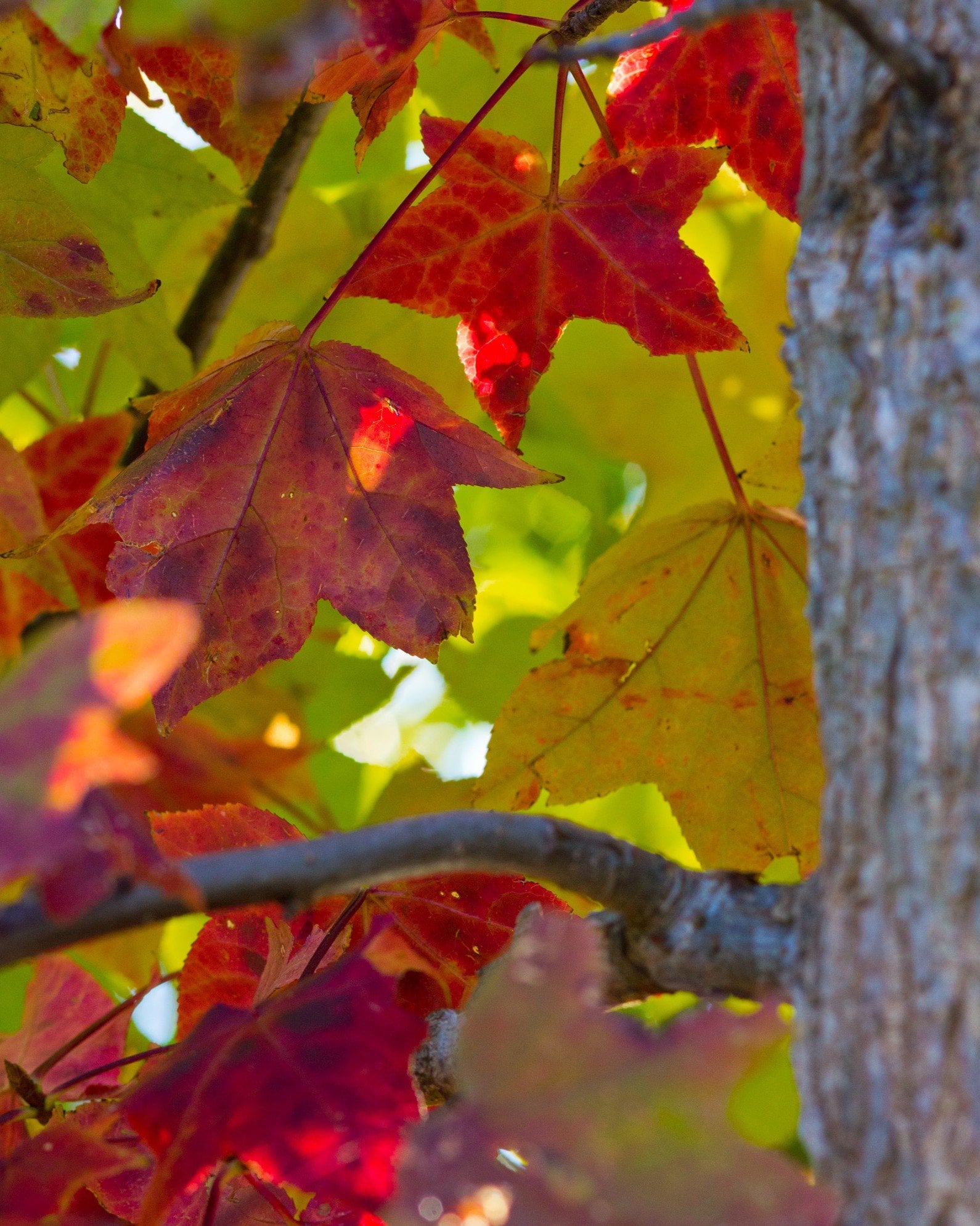 American Sweet Gum - Image 1