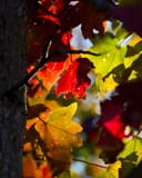 American Sweet Gum thumbnail 3