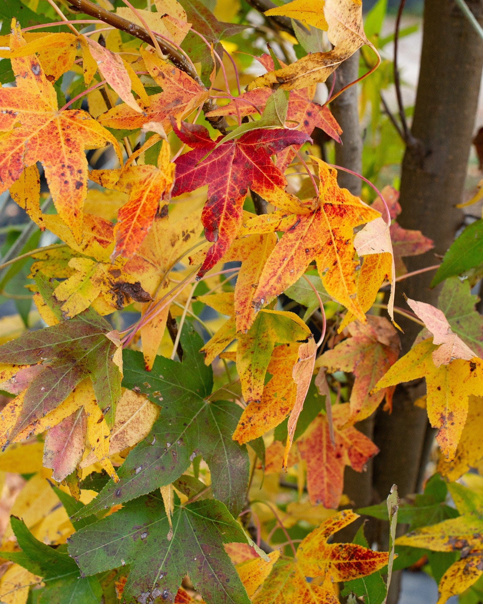 Slender Silhouette Sweet Gum - view 2