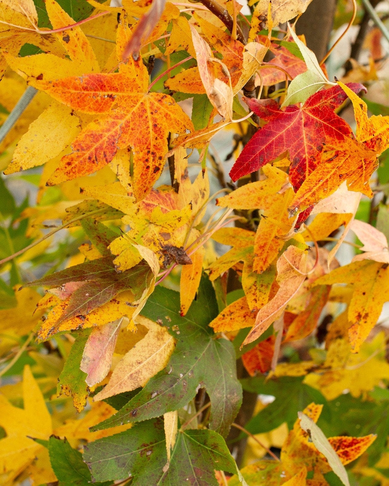 Slender Silhouette Sweet Gum - view 3