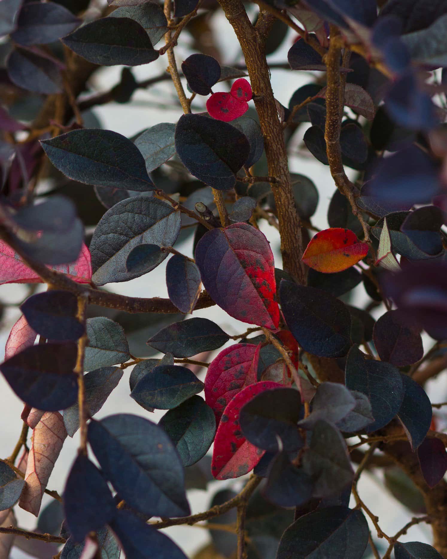 Carolina Midnight Loropetalum - Image 7