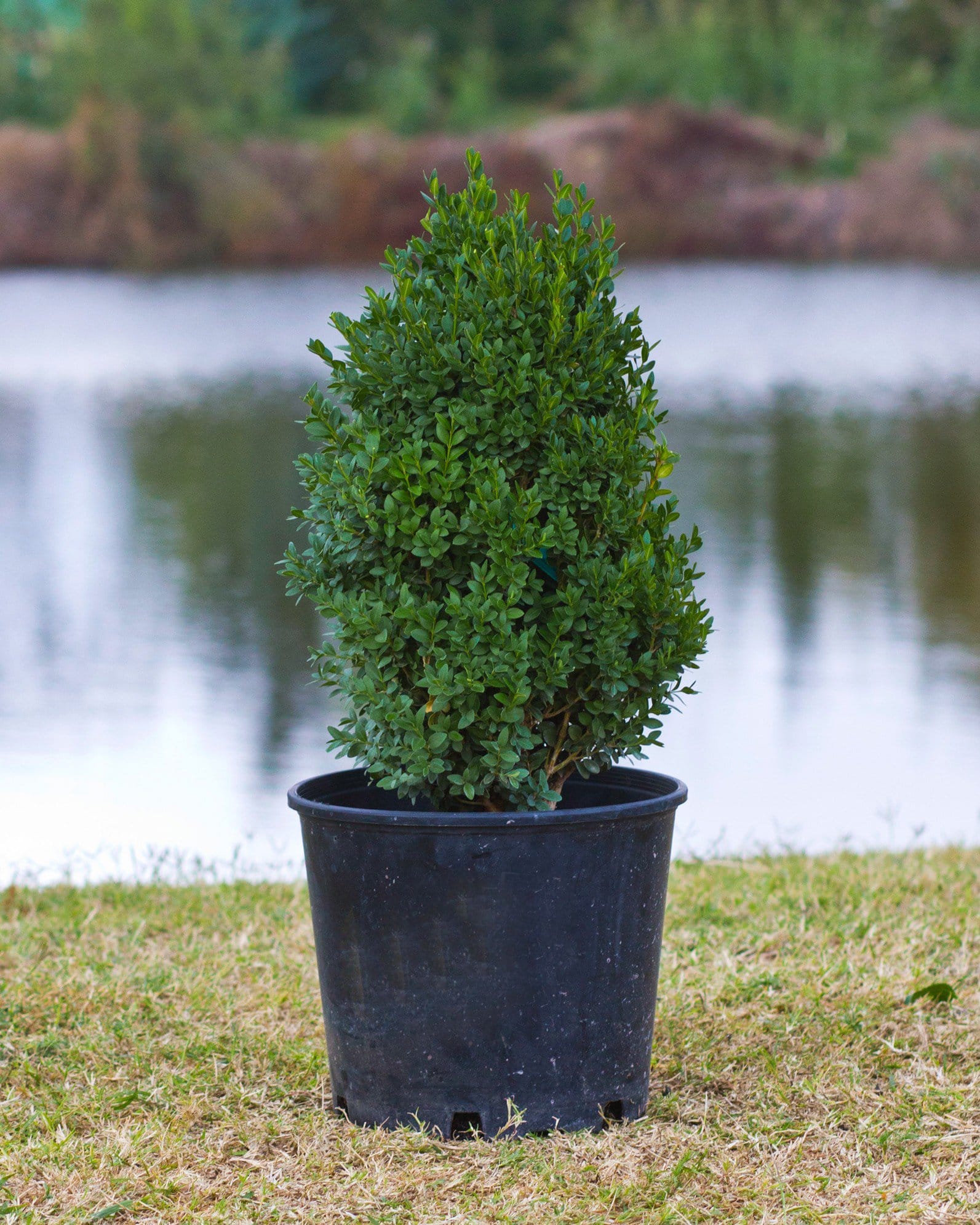 Green Mountain Boxwood - view 3