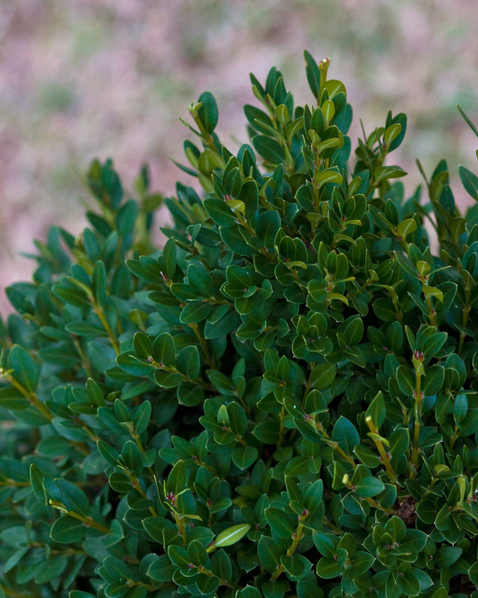 Green Mountain Boxwood - view 4