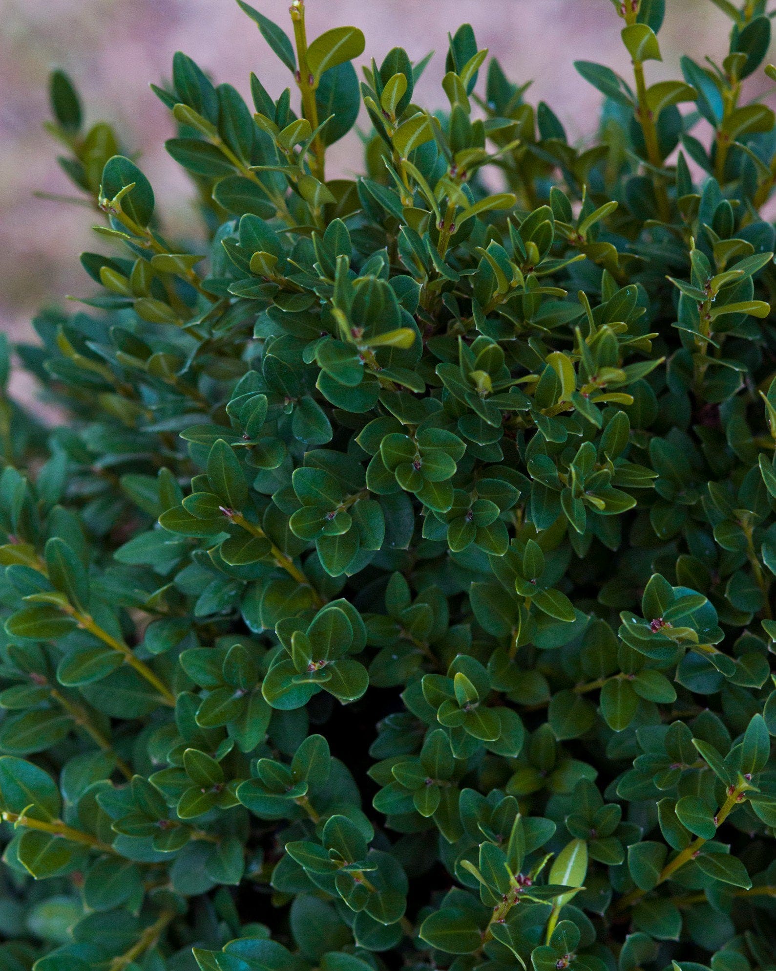 Green Mountain Boxwood - view 5