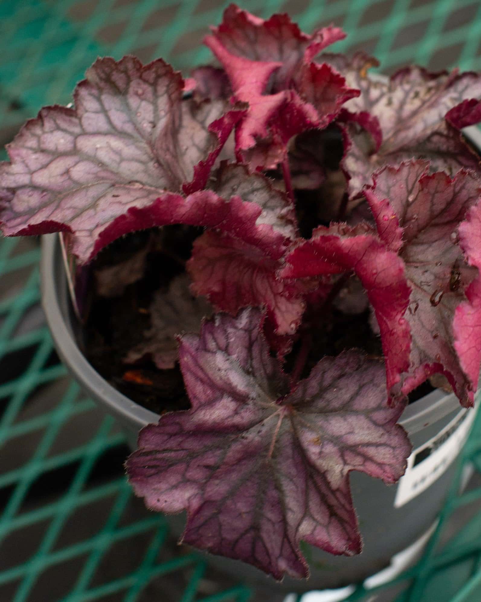 Northern Exposure Purple Heuchera - Image 1