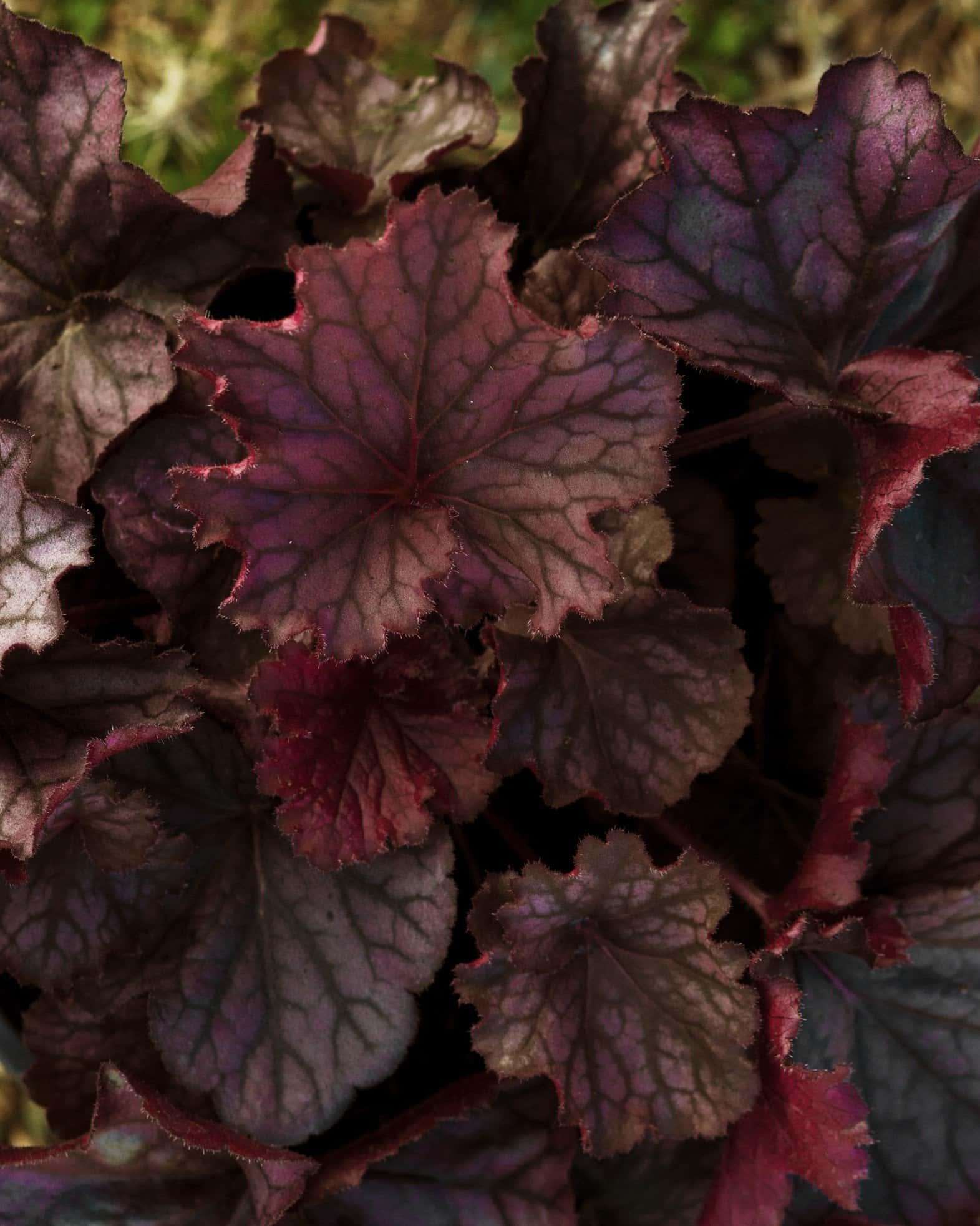 Northern Exposure Purple Heuchera - Image 2