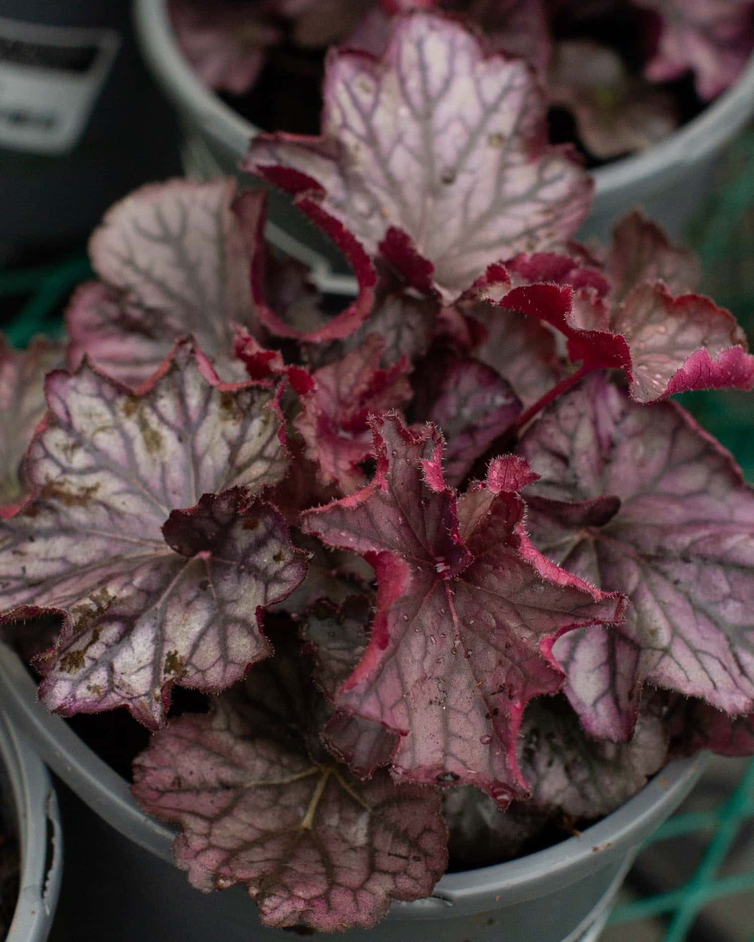 Northern Exposure Purple Heuchera - Image 3