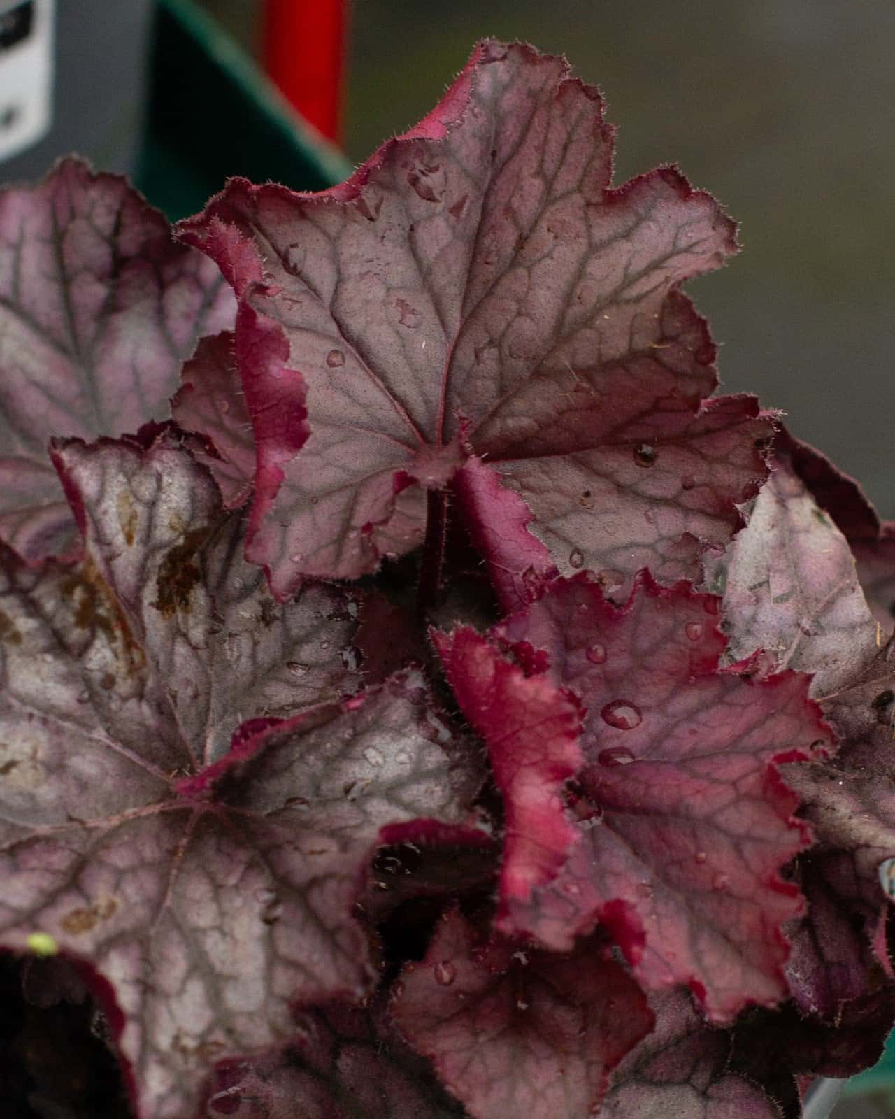 Northern Exposure Purple Heuchera - Image 4