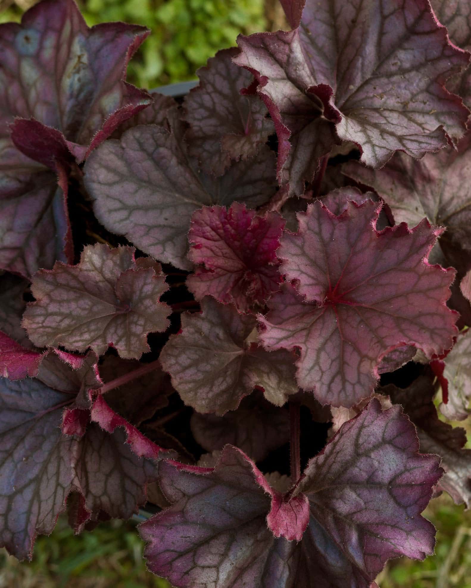 Northern Exposure Purple Heuchera - Main Image