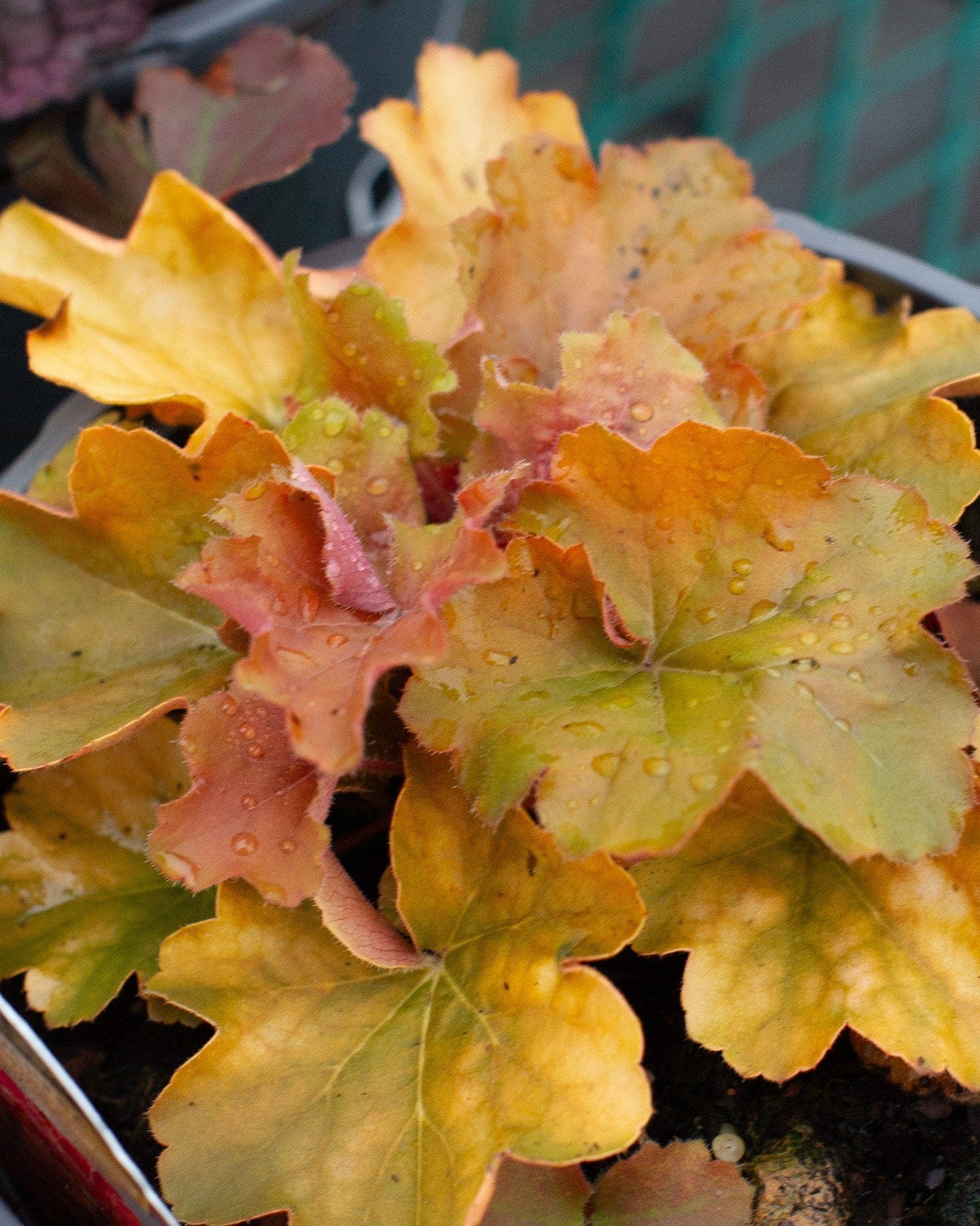 Northern Exposure Amber Heuchera