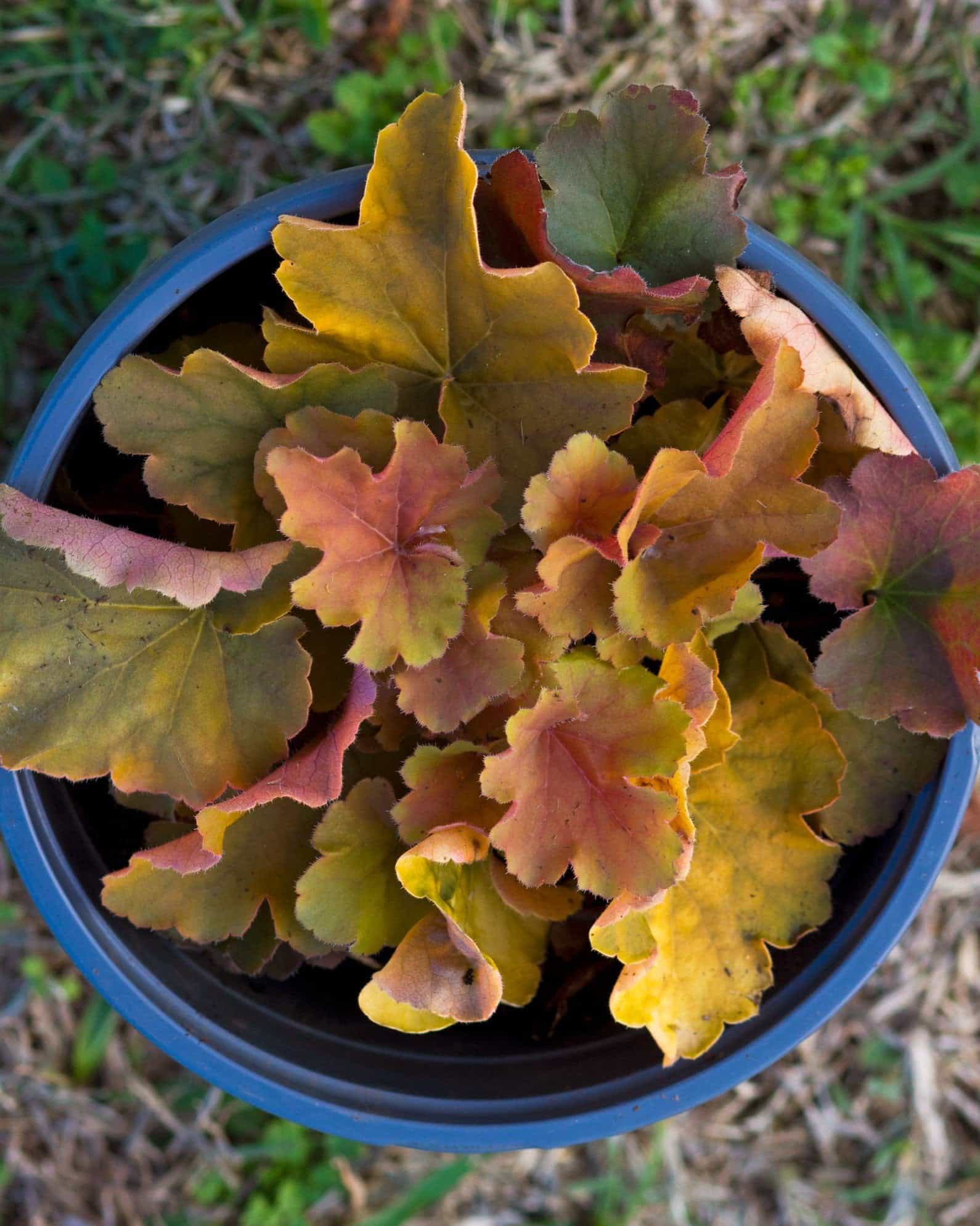 Northern Exposure Amber Heuchera - view 2