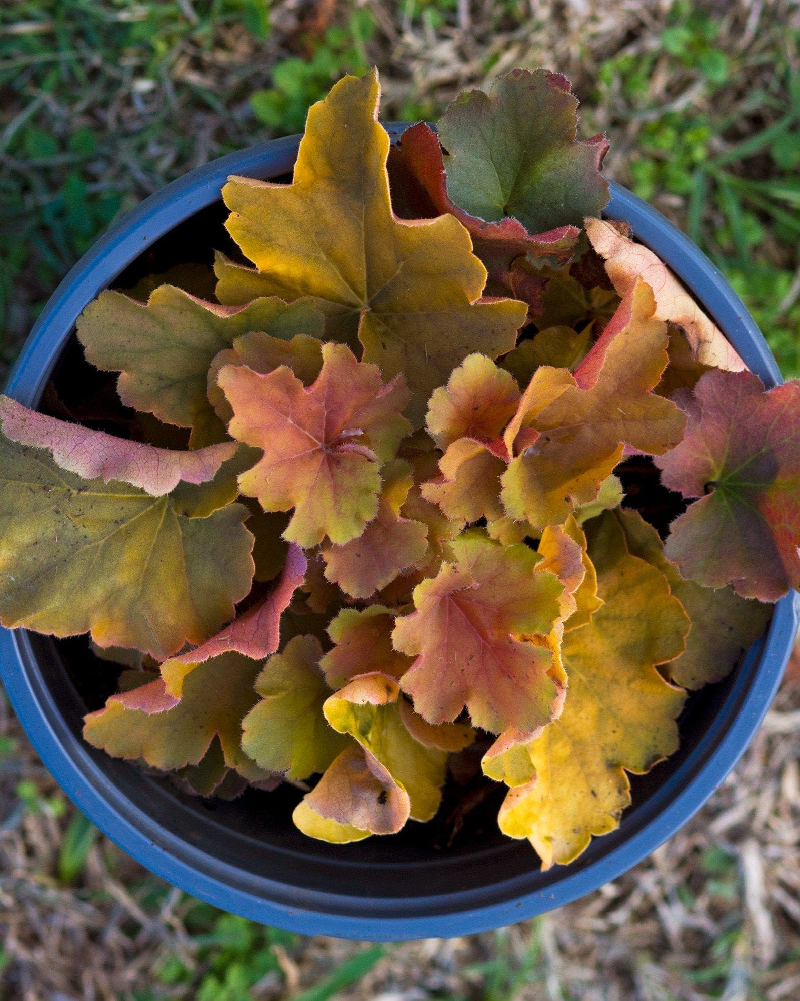 Northern Exposure Amber Heuchera - view 2