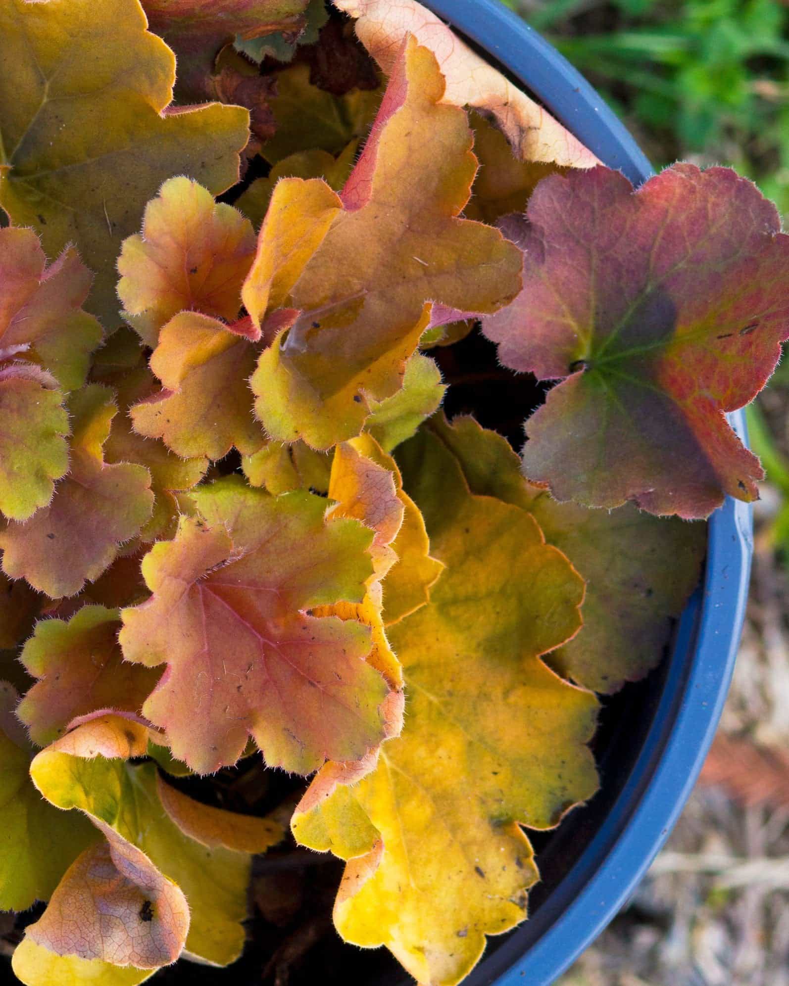 Northern Exposure Amber Heuchera - view 3