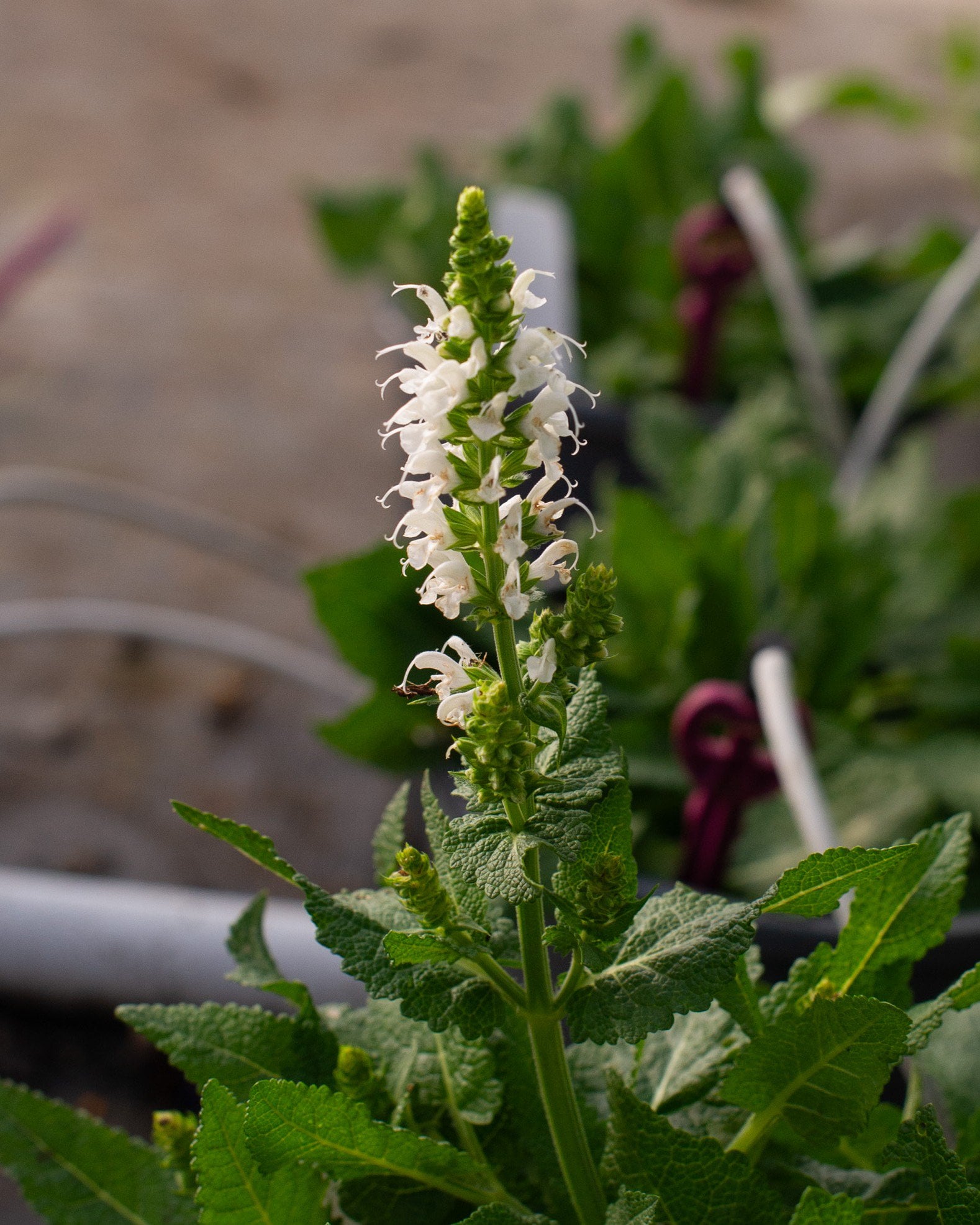 Bumblesnow Salvia - Image 1
