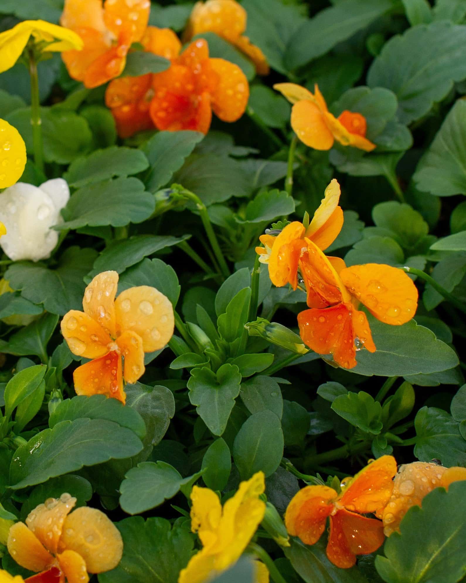 Colormax Citrus Mix Viola - Image 1