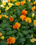 Colormax Citrus Mix Viola thumbnail 4