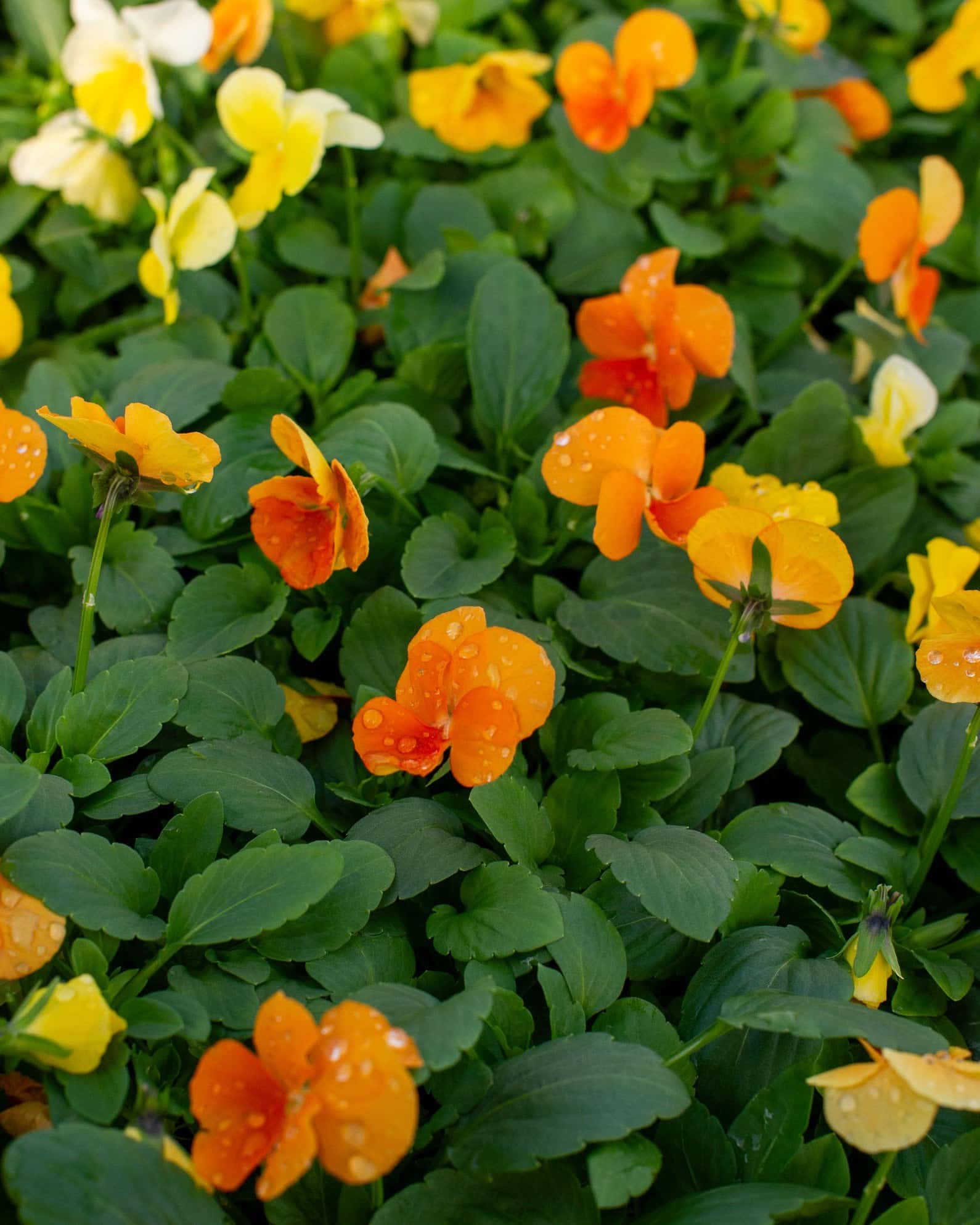 Colormax Citrus Mix Viola - Image 2