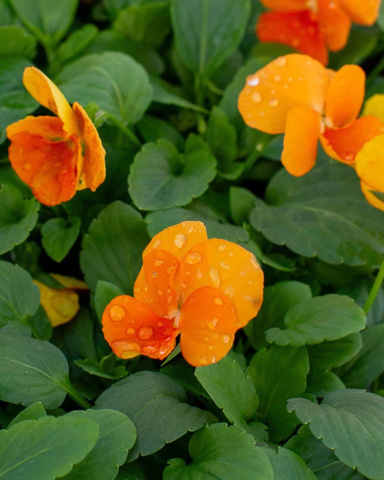 Colormax Citrus Mix Viola - Image 3