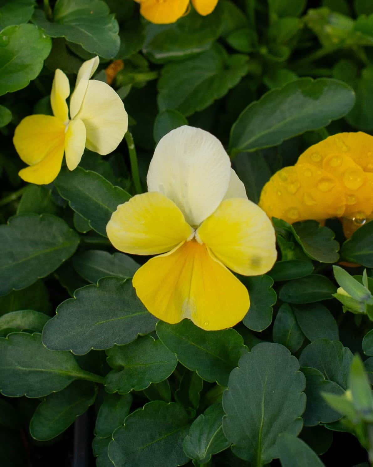 Colormax Citrus Mix Viola - Image 4