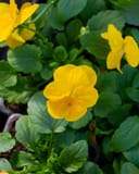 Colormax Citrus Mix Viola thumbnail 7