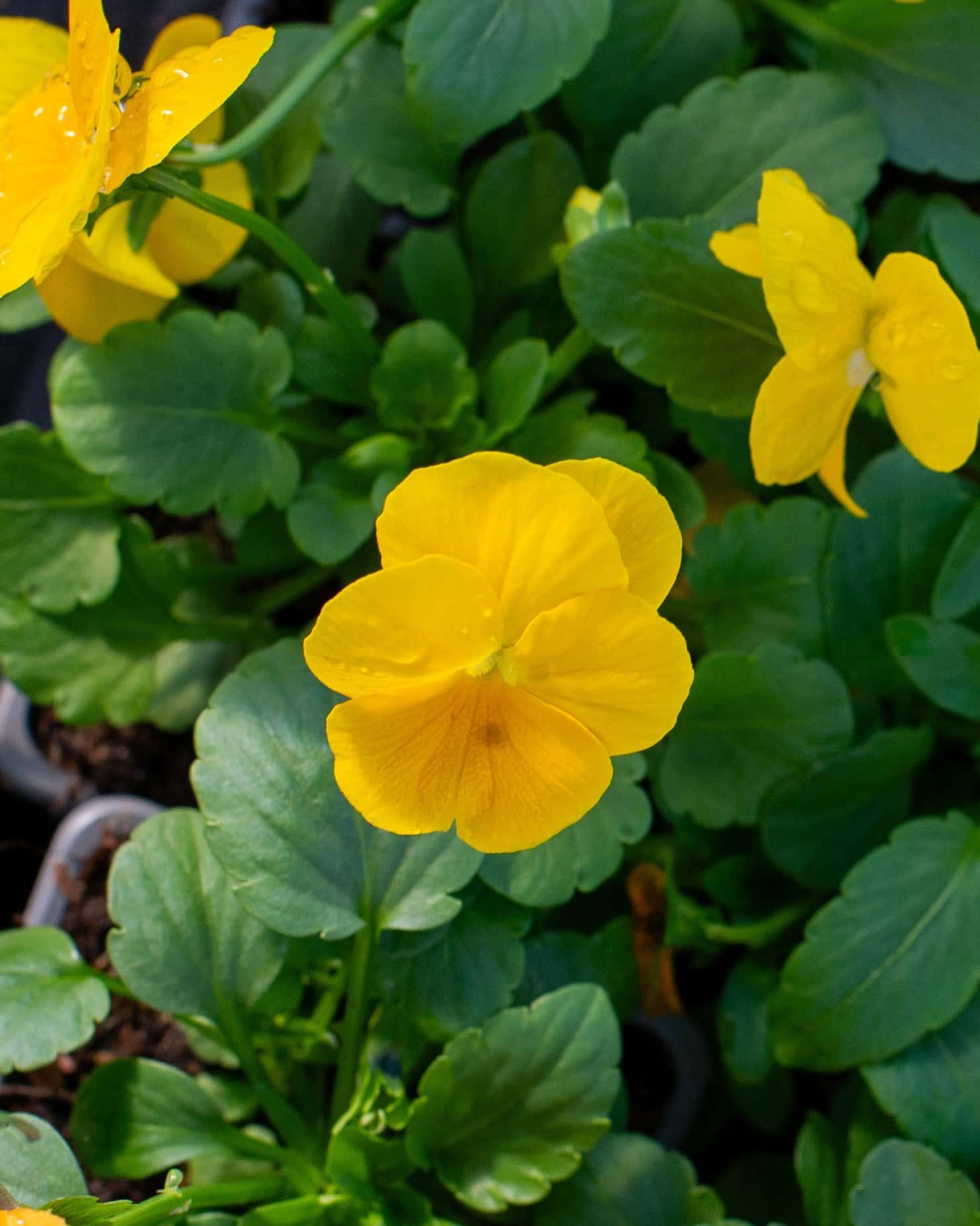 Colormax Citrus Mix Viola - Image 5