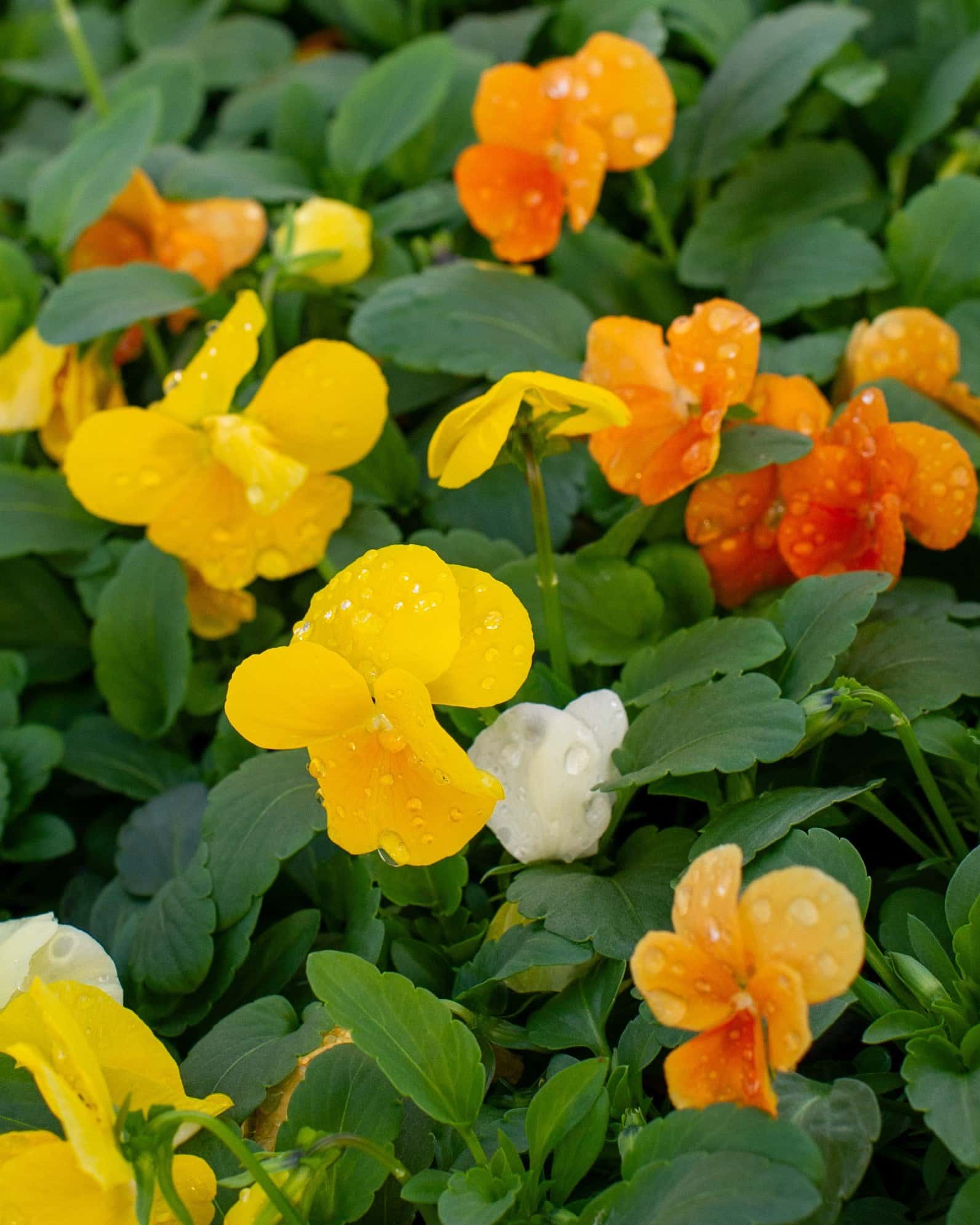 Colormax Citrus Mix Viola - Image 6
