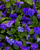 Penny Blue Viola thumbnail 3