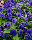 Penny Blue Viola thumbnail 4