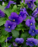 Penny Blue Viola thumbnail 6