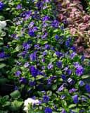 Penny Blue Viola thumbnail 7