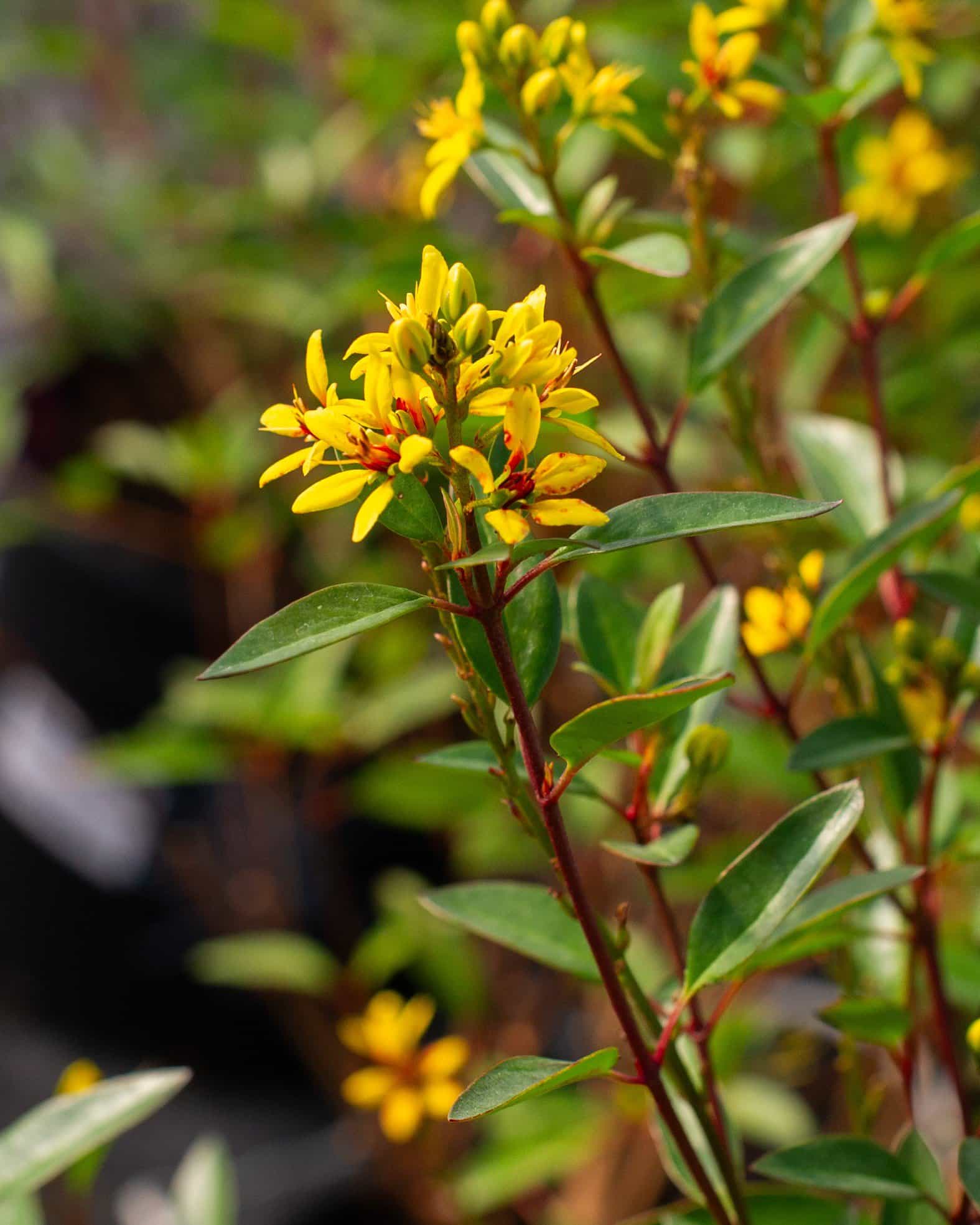 Golden Thryallis - view 4