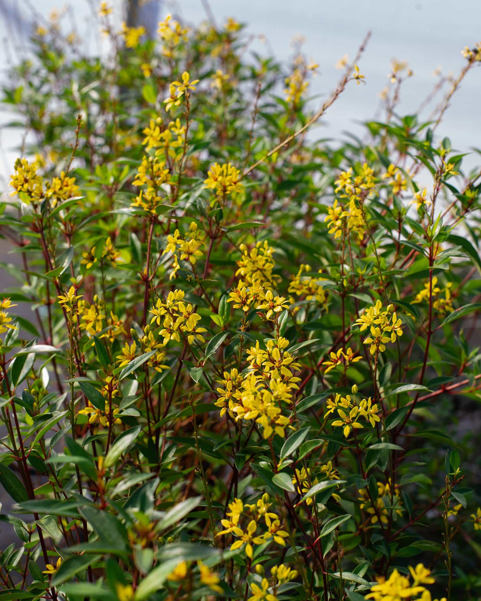 Golden Thryallis - view 5