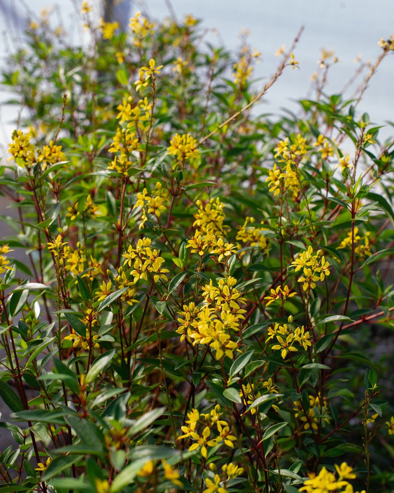 Golden Thryallis - view 5