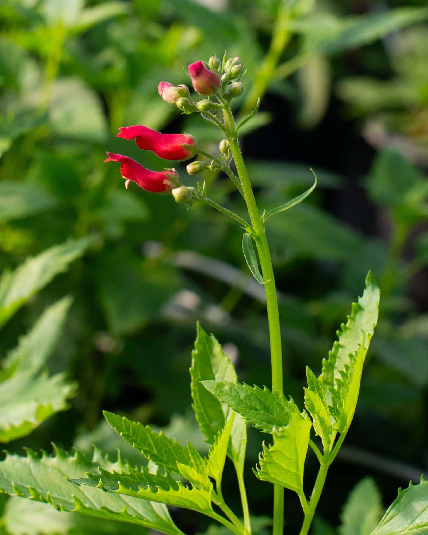 Red Birds in a Tree - Main Image