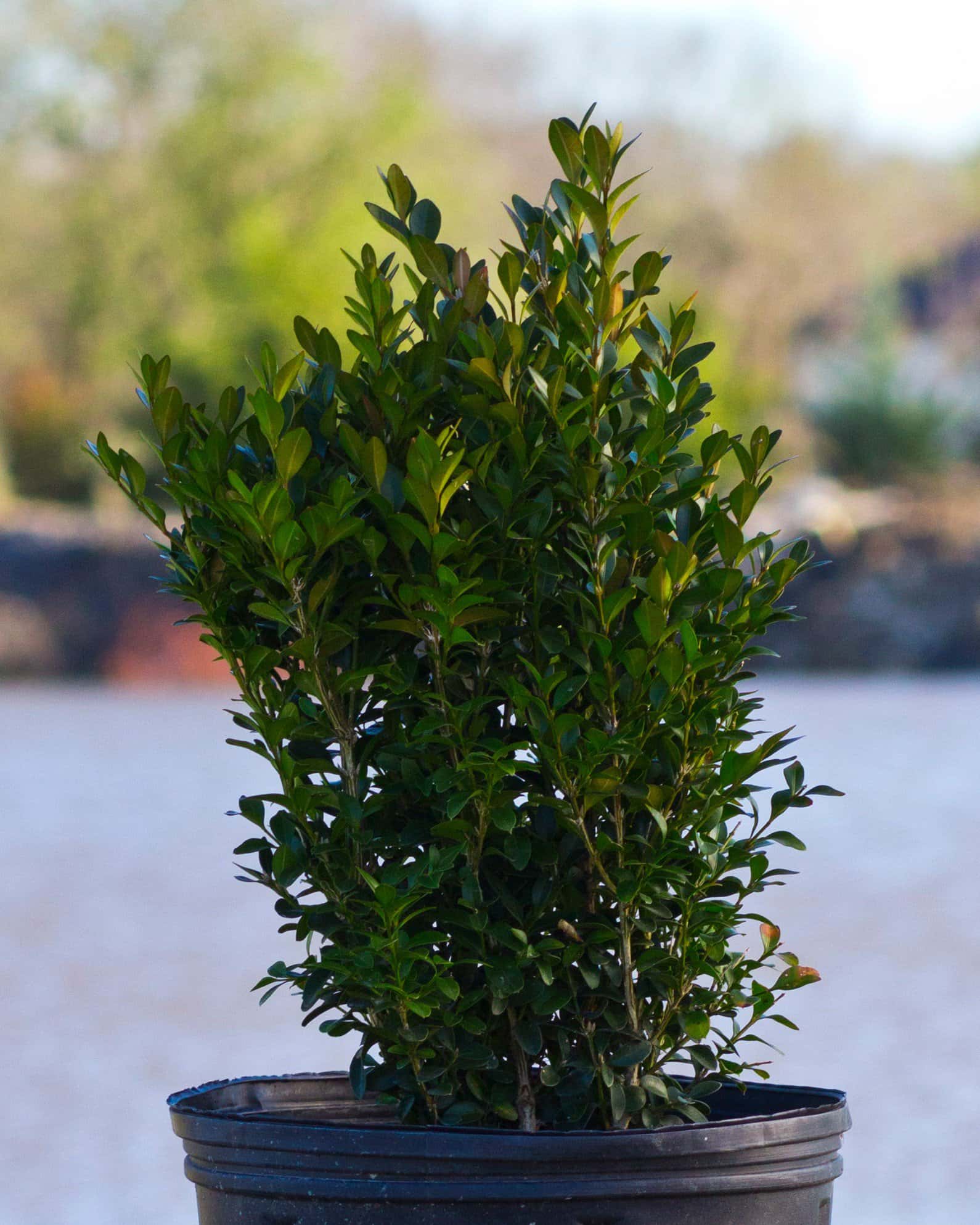 Green Velvet Boxwood - Main Image