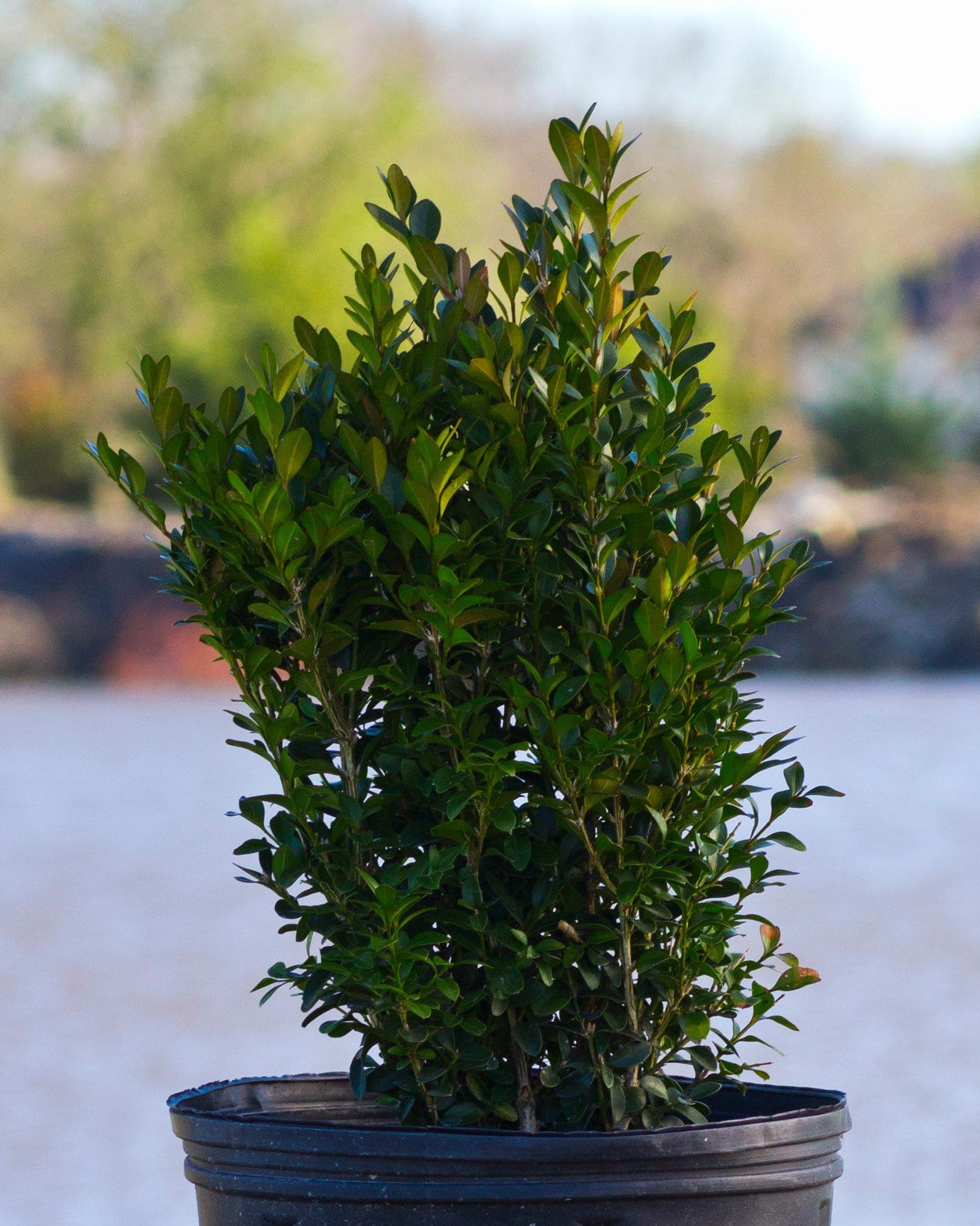 Green Velvet Boxwood