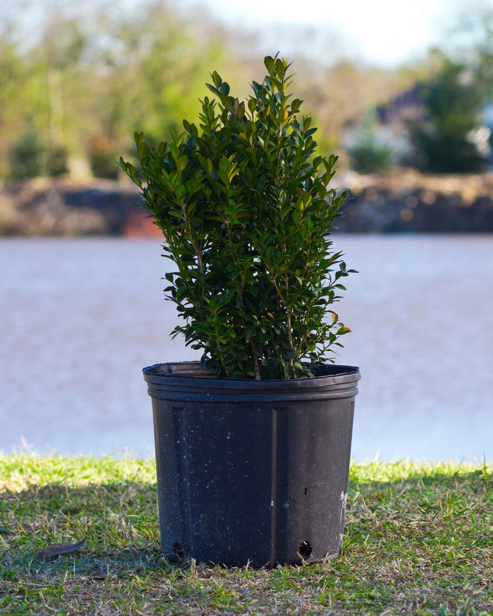 Green Velvet Boxwood - Image 4