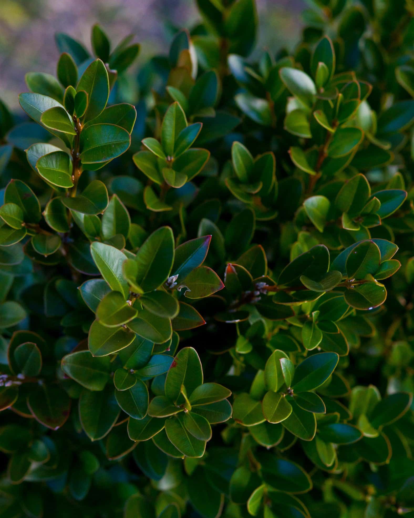 Green Velvet Boxwood - Image 5