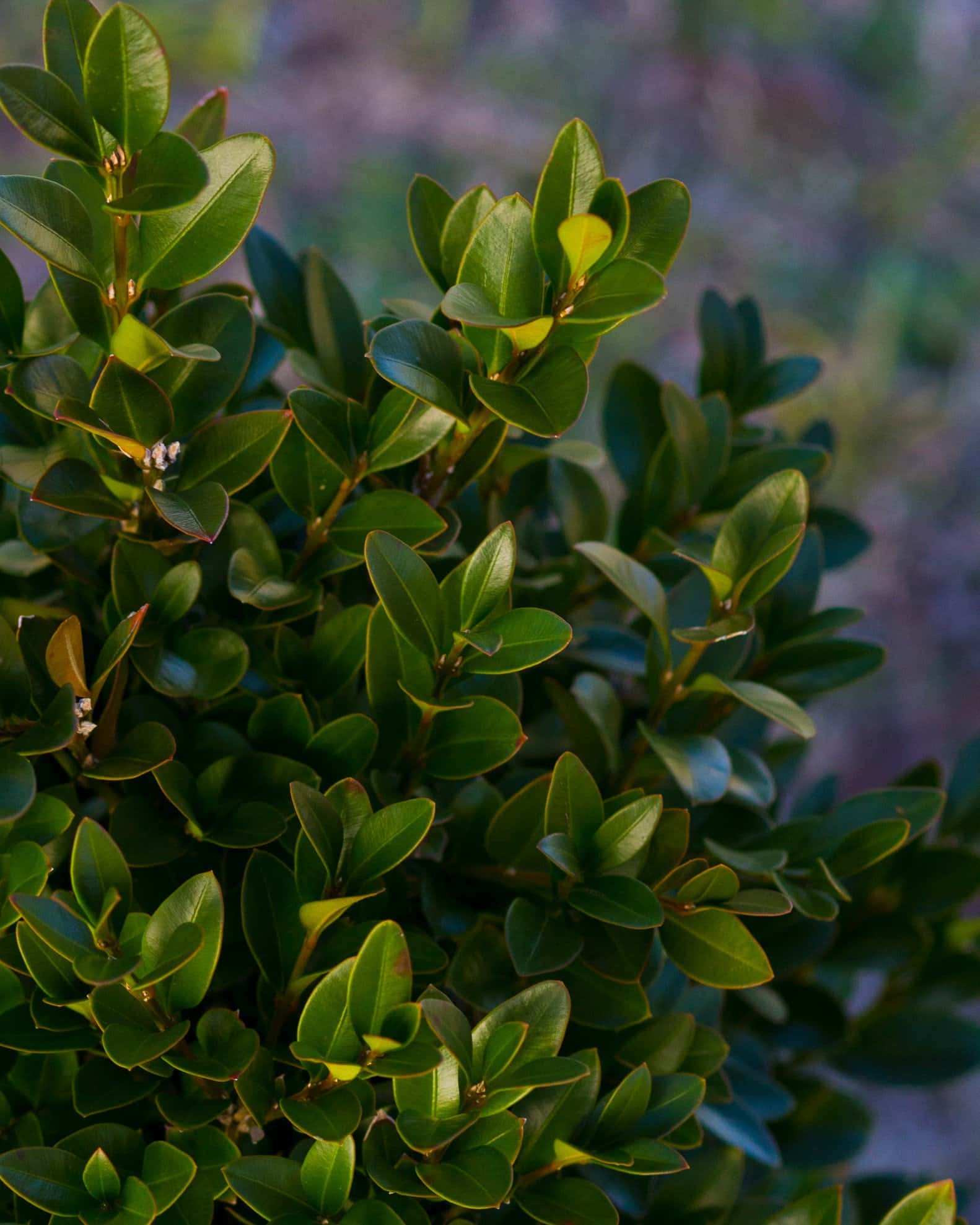 Green Velvet Boxwood - Image 6